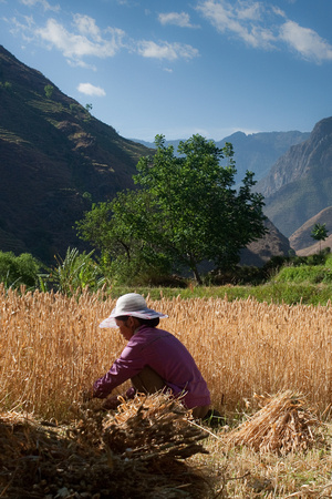 Wheat harvest, Boushan, Yunnan, China