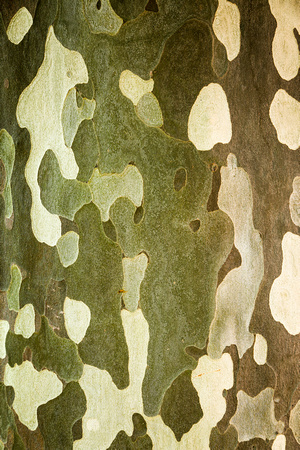 Eucalyptus Bark, Nelson, New Zealand
