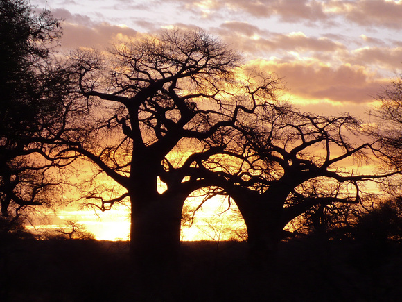 Bilboa trees at sunset