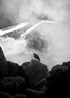 Lone Raven at 15,000 feet Kilimanjaro