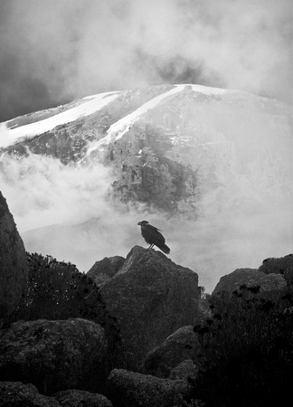 Lone Raven at 15,000 feet Kilimanjaro