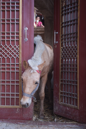 Horse, Boushan, Yunnan, China